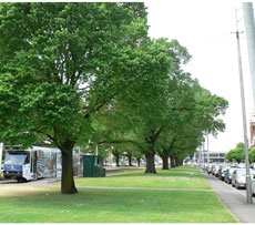 tram area